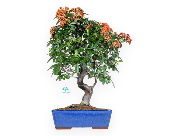 Bonsai di Pyracantha da 51 cm | Vaso rettangolare blu