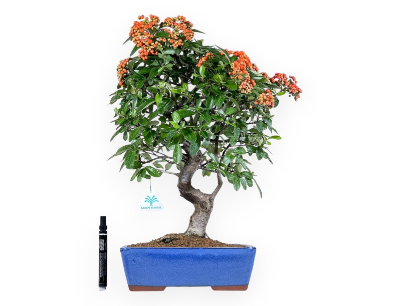 Bonsai di Pyracantha da 51 cm | Vaso rettangolare blu