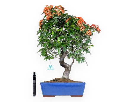 Bonsai di Pyracantha da 51 cm | Vaso rettangolare blu