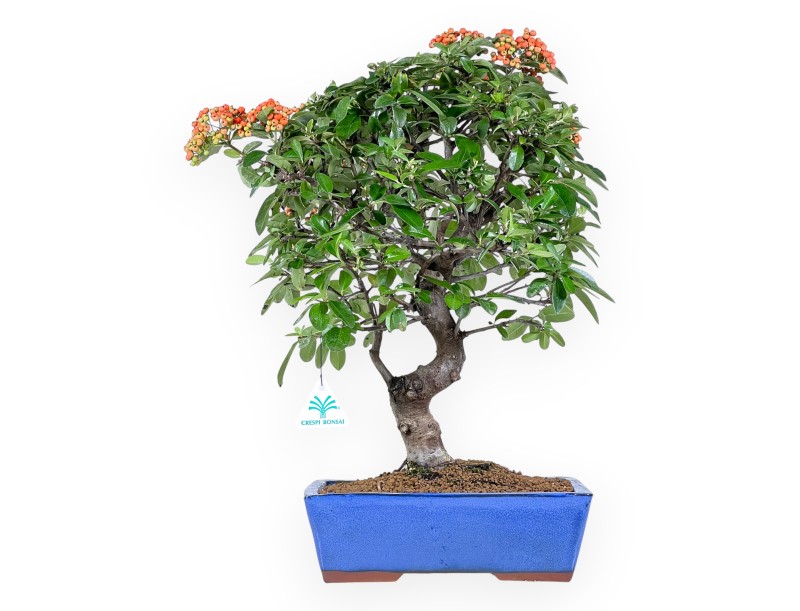 Bonsai di Pyracantha da 51 cm | Vaso rettangolare blu