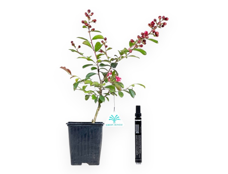 Lagerstroemia Indica Enduring Red - Crape Myrtle - 30 cm