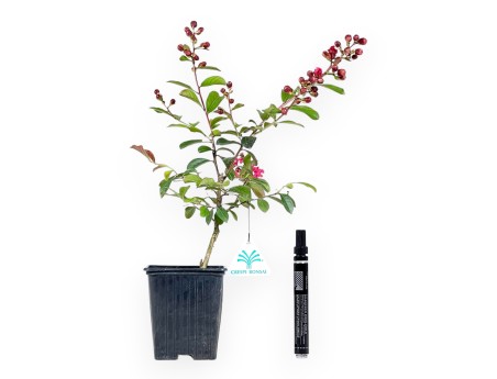 Lagerstroemia Indica Enduring Red - Myrte de Crêpe - 30 cm