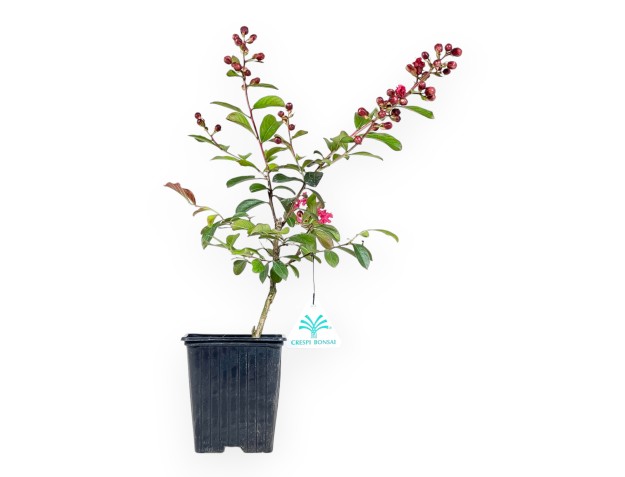 Lagerstroemia Indica Enduring Red - Kreppmyrte - 30 cm