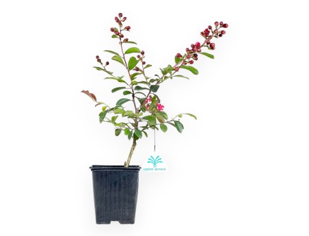 Lagerstroemia Indica Enduring Red - Rouwband Mirte - 30 cm