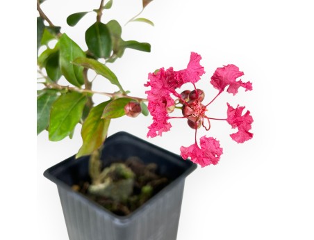 Lagerstroemia Indica Enduring Red - Crape Myrtle - 30 cm