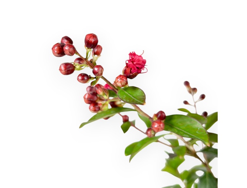 Lagerstroemia Indica Enduring Red - Crape Myrtle - 30 cm