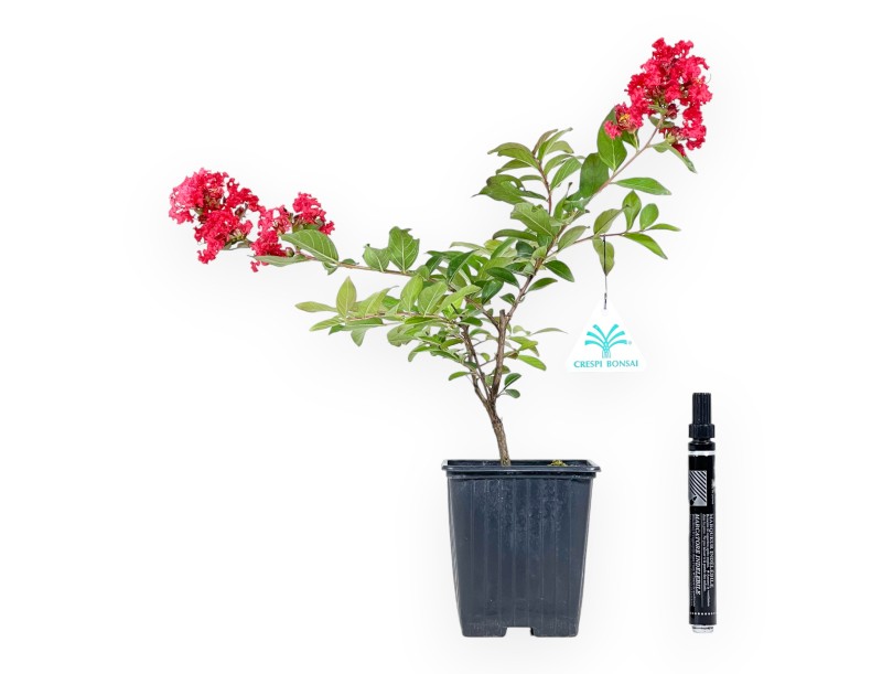 Lagerstroemia Indica Red Imperator - Kreppmyrte - 25 cm