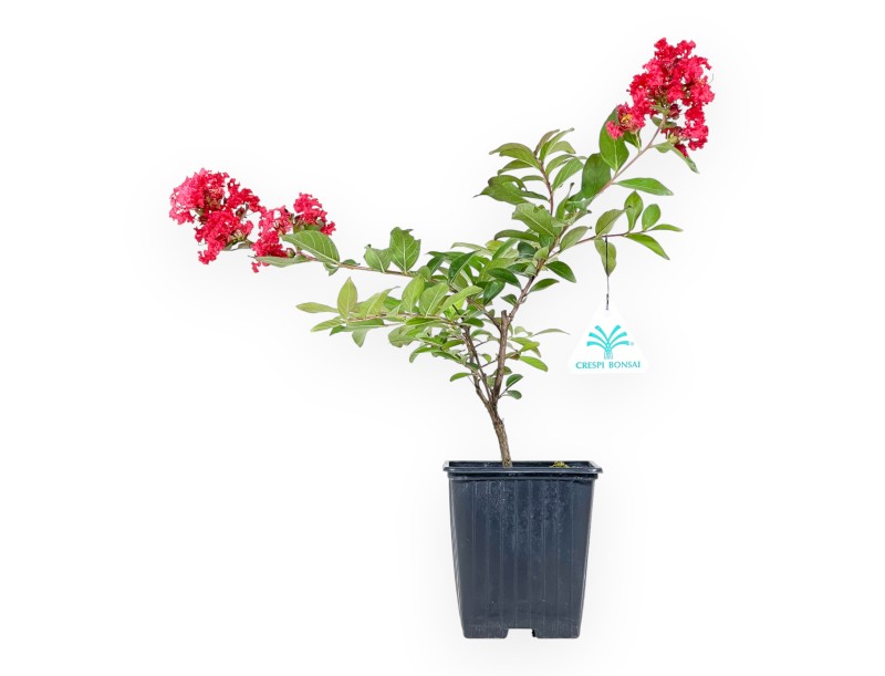 Lagerstroemia Indica Red Imperator - Rouwband Mirte - 25 cm