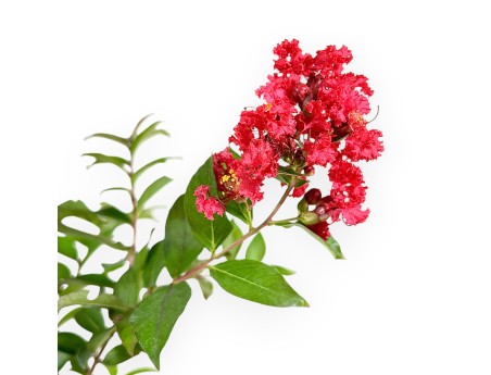 Lagerstroemia Indica Red Imperator - Crape Myrtle - 25 cm