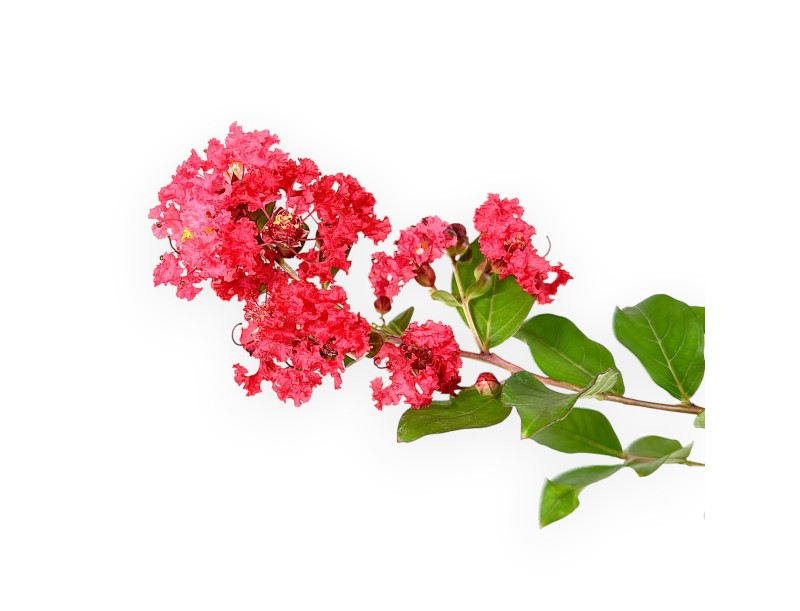 Lagerstroemia Indica Red Imperator - Crape Myrtle - 25 cm
