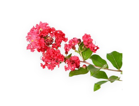 Lagerstroemia Indica Red Imperator - Crape Myrtle - 25 cm