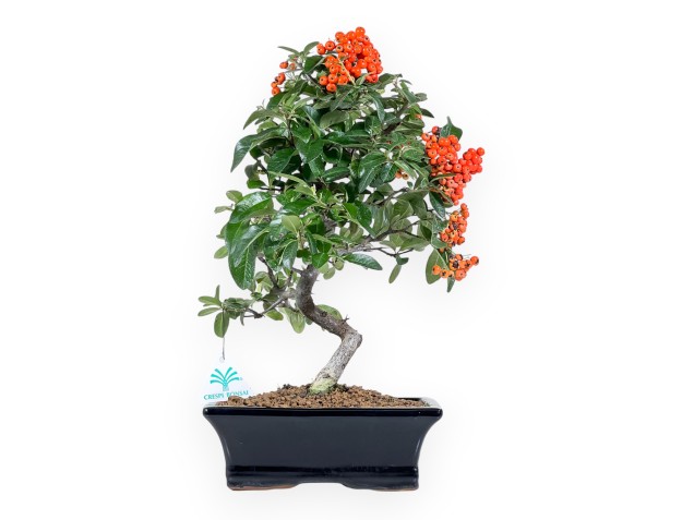 Bonsai di Pyracantha da 39 cm | Vaso rettangolare blu