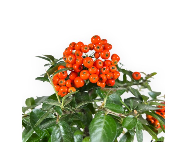 Bonsaï de Pyracantha de 39 cm | Pot rectangulaire bleu 2