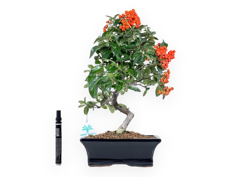 Bonsaï de Pyracantha de 39 cm | Pot rectangulaire bleu