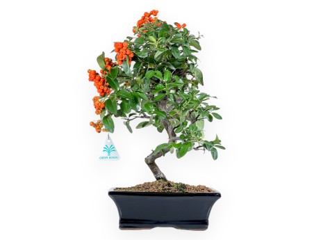 Pyracantha Bonsai von 39 cm | Blauer rechteckiger Topf