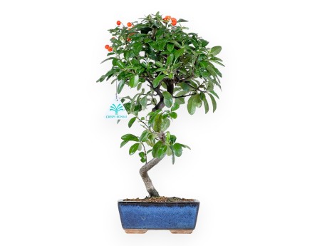 Bonsai di Pyracantha da 40 cm | Vaso rettangolare blu