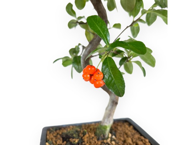 Bonsai di Pyracantha da 40 cm | Vaso rettangolare blu 2