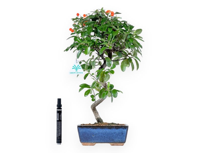 Bonsai di Pyracantha da 40 cm | Vaso rettangolare blu