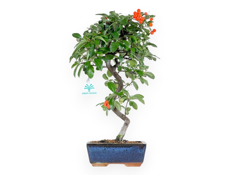 Bonsai di Pyracantha da 40 cm | Vaso rettangolare blu