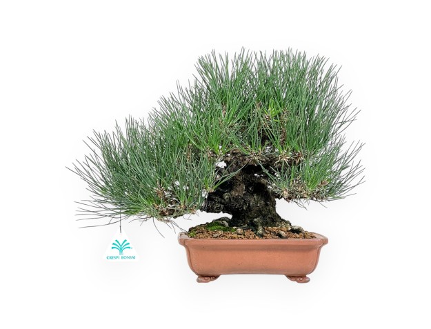 Pinus thunbergii Bonsai 30 cm | Rechteckiger Steinguttopf