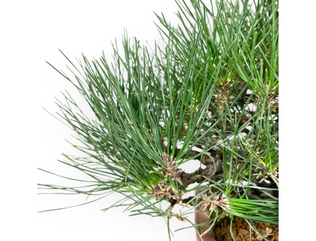 Pinus thunbergii bonsai 30 cm | Pot rectangulaire en grès 2