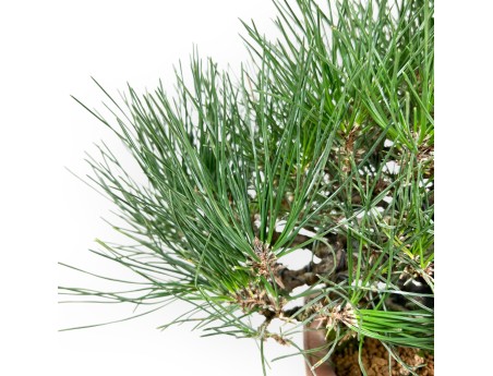 Pinus thunbergii bonsai 30 cm | Pot rectangulaire en grès