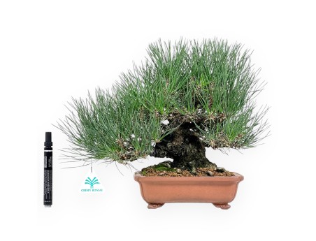 Pinus thunbergii bonsai 30 cm|Rechthoekige ongeglazuurde pot