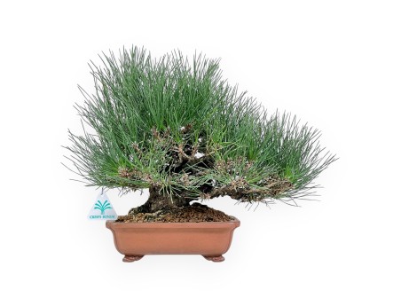 Pinus thunbergii Bonsai 30 cm | Rechteckiger Steinguttopf