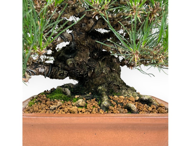Bonsai di Pinus thunbergii da 30 cm | Vaso rettangolare grès