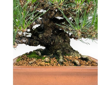 Pinus thunbergii bonsai 30 cm | Rectangular stoneware pot