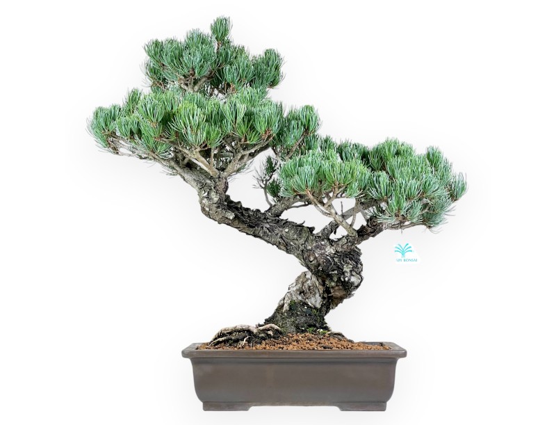 Pinus Pentaphylla bonsai 56 cm | Rectangular stoneware pot