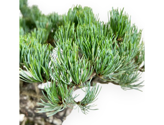 Pinus Pentaphylla bonsai 56 cm | Rectangular stoneware pot 2