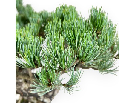 Pinus Pentaphylla bonsai 56 cm | Rectangular stoneware pot
