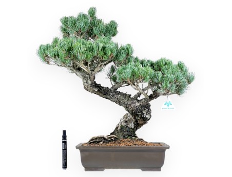Pinus Pentaphylla bonsai 56 cm | Rectangular stoneware pot