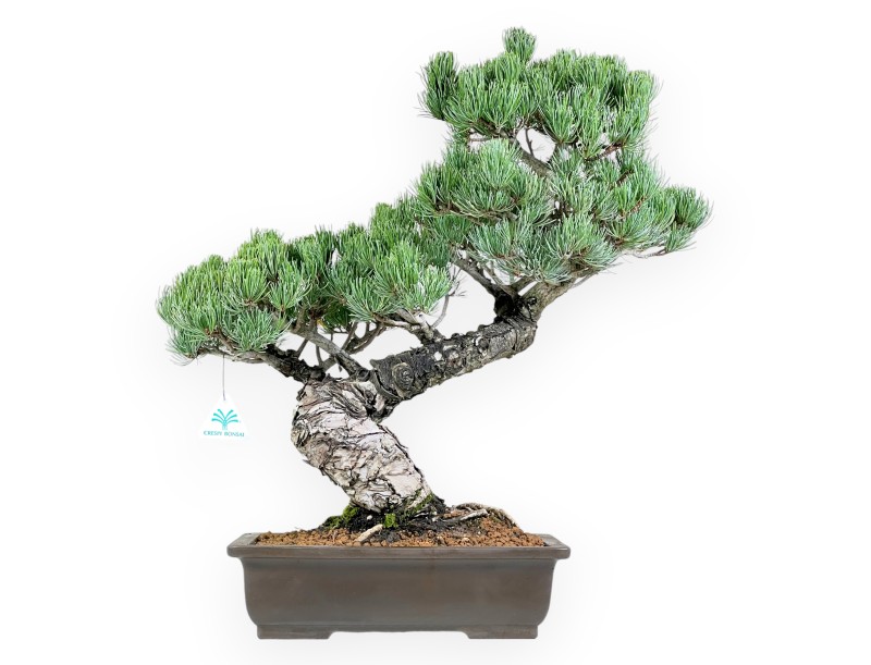Pinus Pentaphylla bonsai 56cm|Rechthoekige ongeglazuurde pot