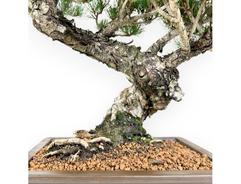 Pinus Pentaphylla bonsai 56 cm | Rectangular stoneware pot