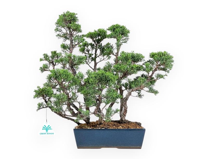 Juniper bonsai 38 cm | Blue rectangular pot