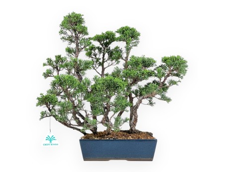 Enebro bonsái de 38 cm | Maceta rectangular azul