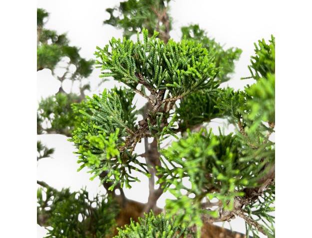 Jeneverbes bonsai van 38 cm | Blauwe rechthoekige pot 2
