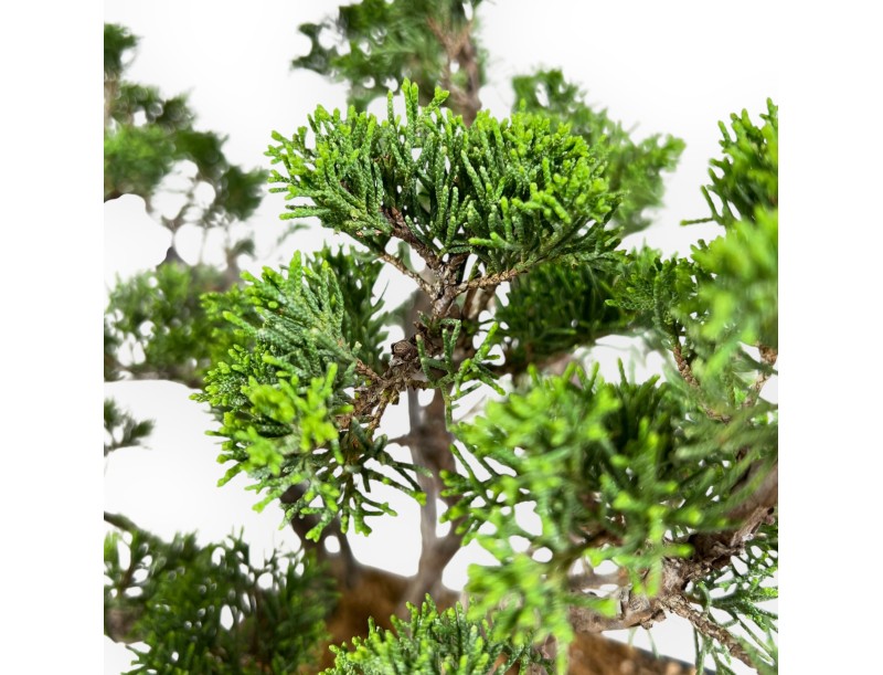 Bonsai di ginepro da 38 cm | Vaso rettangolare blu