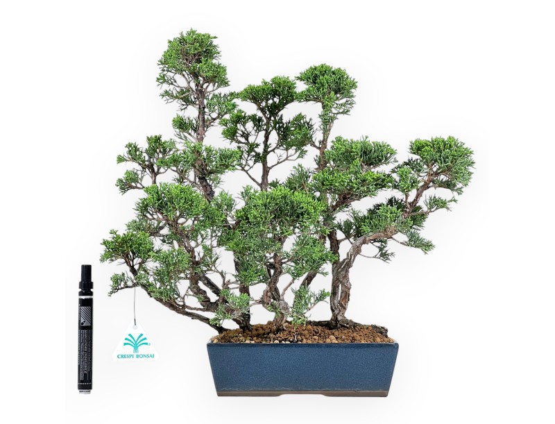 Enebro bonsái de 38 cm | Maceta rectangular azul