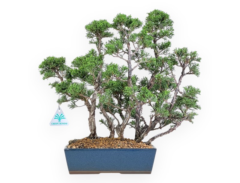 Wacholder Bonsai 38 cm | Rechteckiger blauer Topf