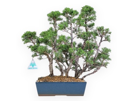 Juniper bonsai 38 cm | Blue rectangular pot