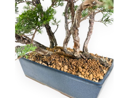 Bonsai di ginepro da 38 cm | Vaso rettangolare blu