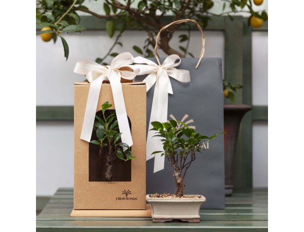 Boite pour bonsai 2