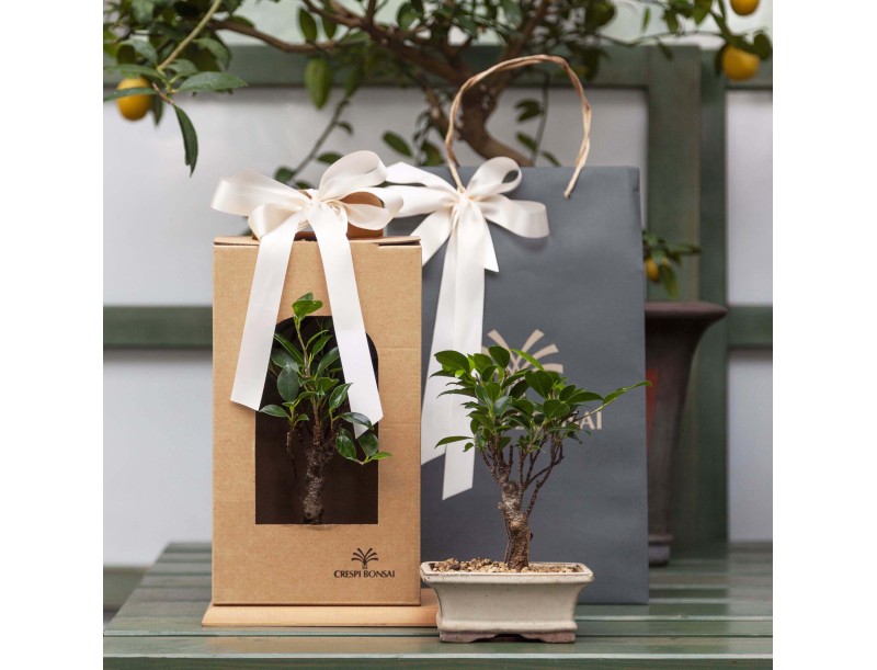 Bonsai gift box