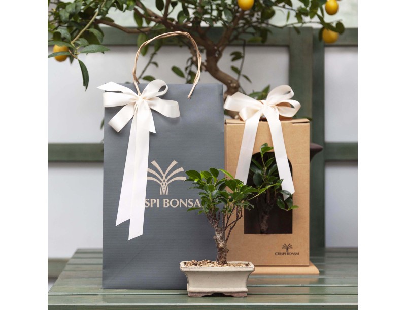 Scatola natural per bomboniera bonsai