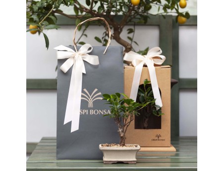 Boite pour bonsai