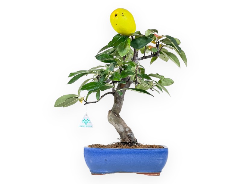 Pseudocydonia Bonsai von 44 cm | Rechteckiger blauer Topf