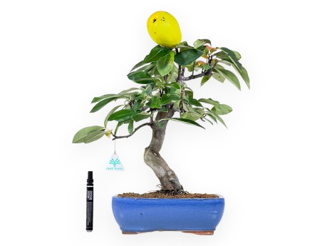 Pseudocydonia bonsai 44 cm | Blue rectangular pot